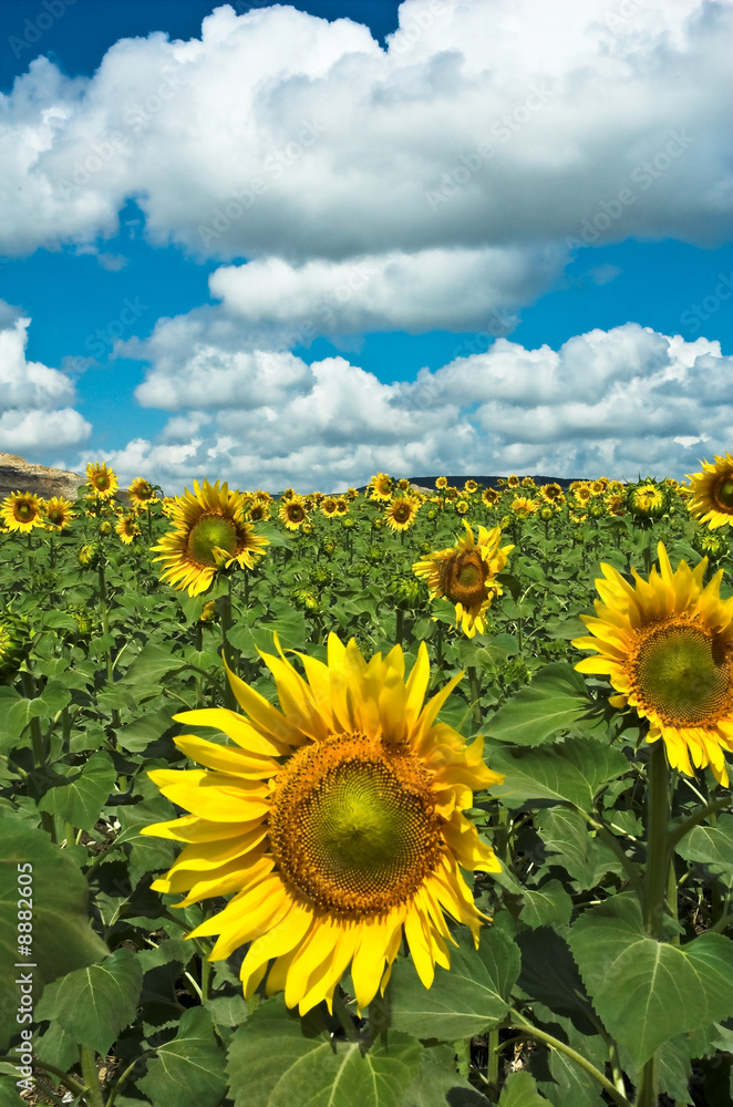Sunflower agains a blue sky and clouds