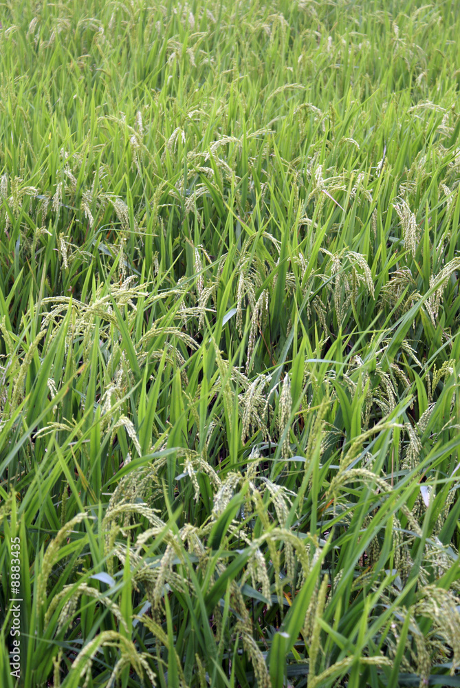 Obraz premium Green rice field in Bali, Indonesia