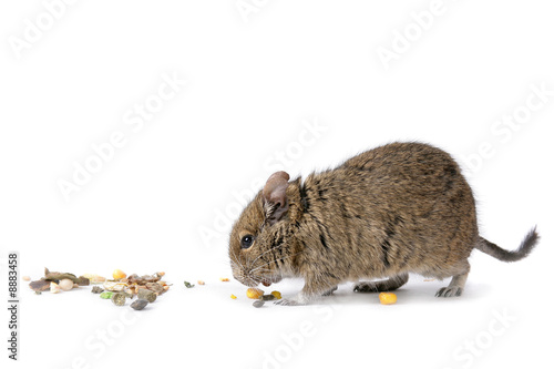degu with food