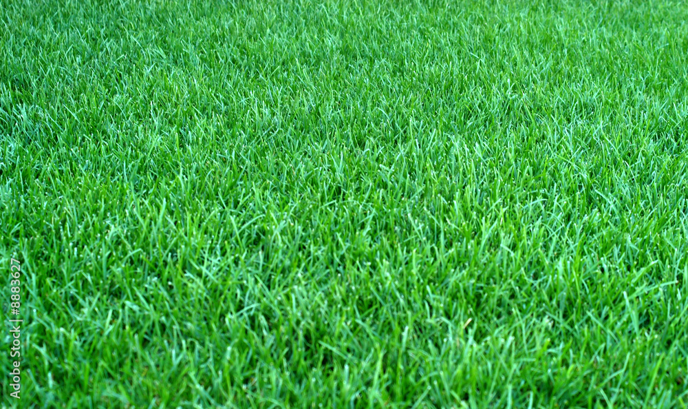 Patch of grass Patch of grass