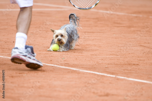 Small dog is playing with a ball on a tennis court
