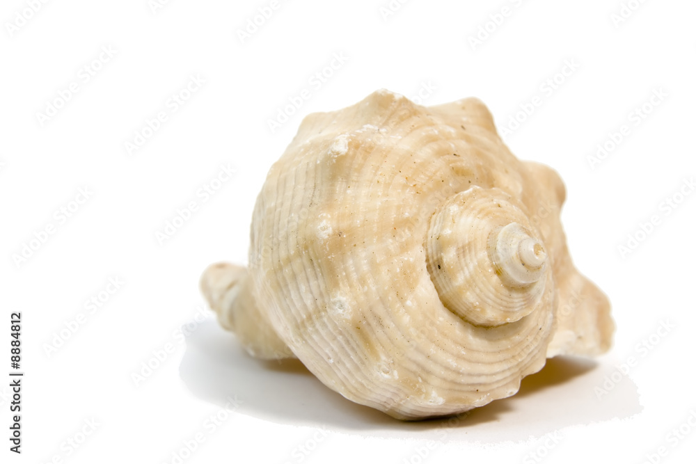 close up of a sea shell on white background