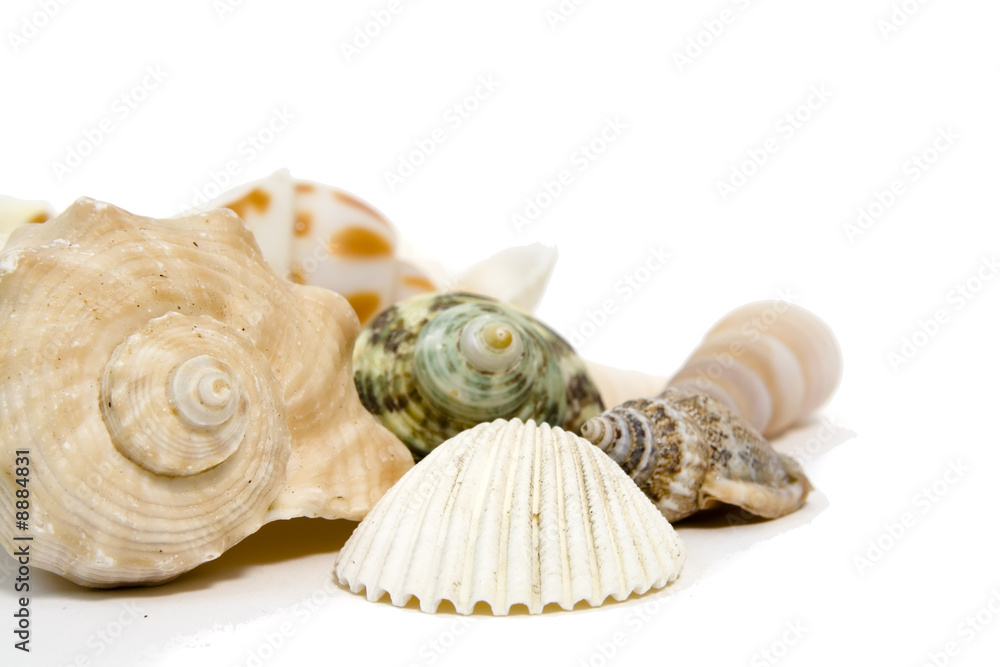 Obraz premium sea shells on white background with copy space