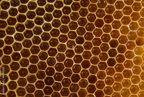 bee's slice full of honey as background