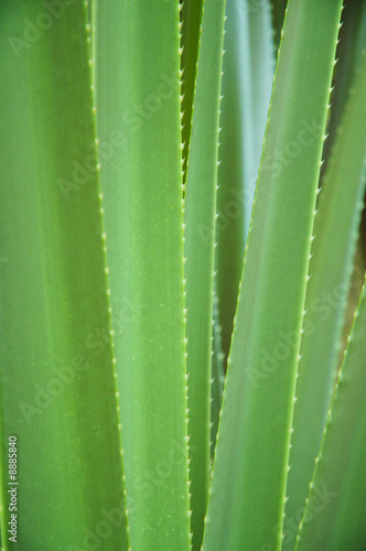 aloe vera