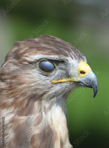 bird of prey with closed eyes