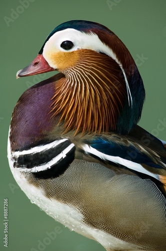 eleganza photo