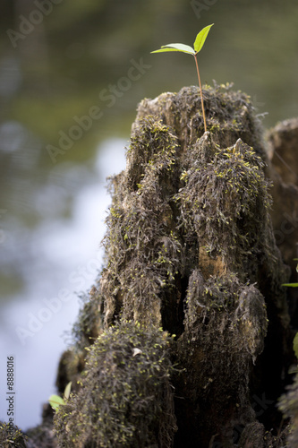 cypress stump