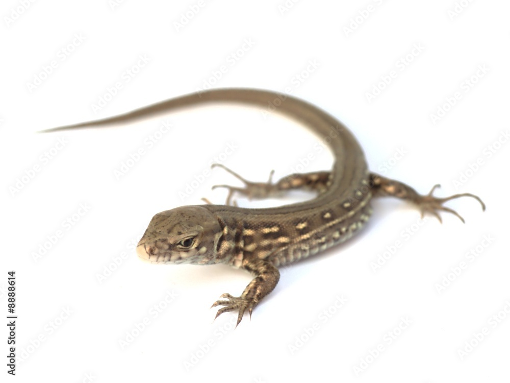 Fototapeta premium young lizard - Lacerta agilis