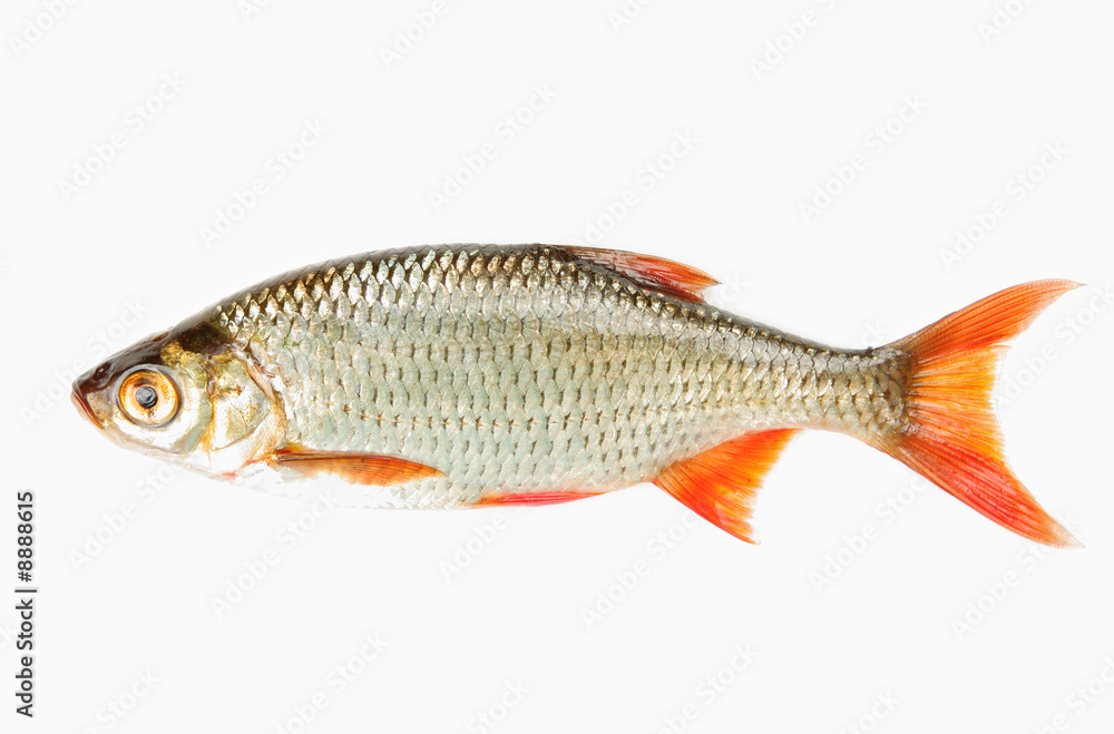 Obraz premium Plötze