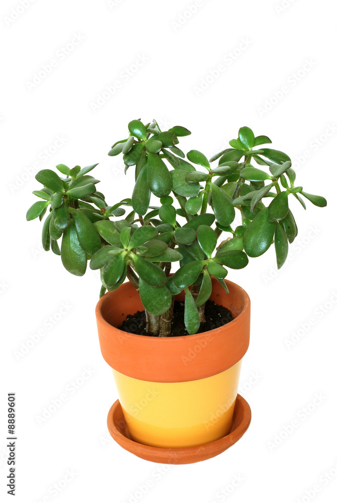 Jade tropical plant isolated