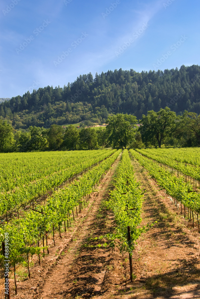 A vineyard in the wine growing region of Napa in California.
