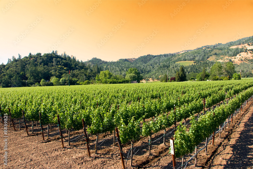 A vineyard in the wine growing region of Napa in California.