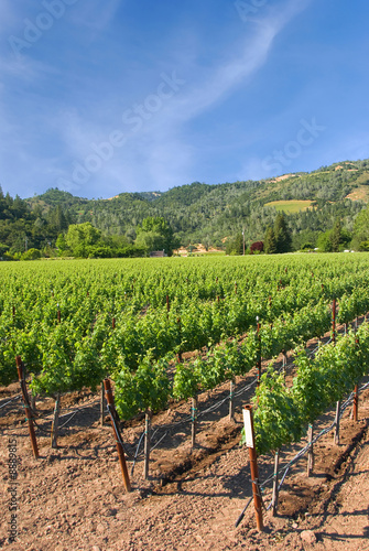 A vineyard in the wine growing region of Napa in California.