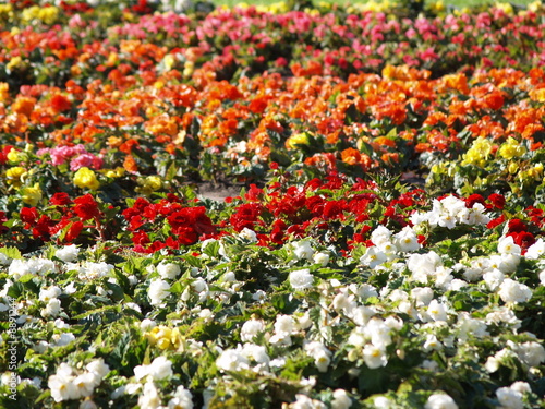 Flora 09