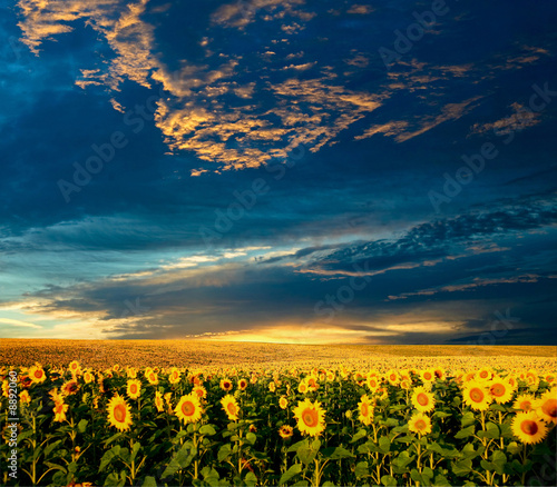 A field of sunflowers under sky with clouds