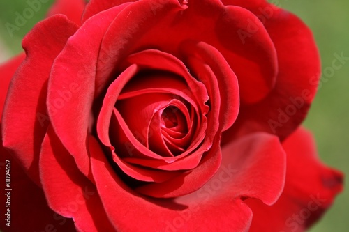 rote Rose