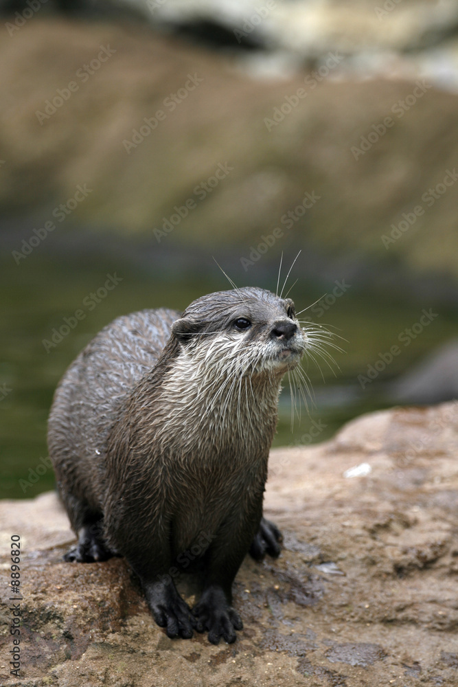Otter