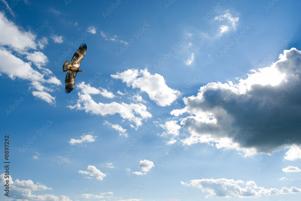 Naklejka premium Soaring immature bald eagle