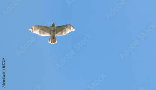 Red-tail hawk soaring through the clear blue sky