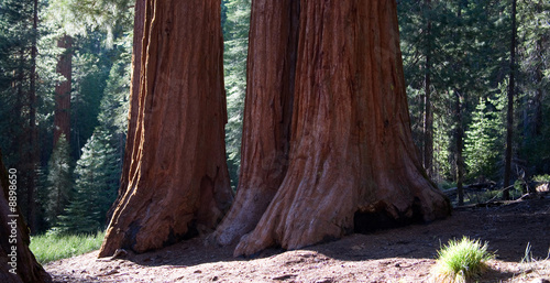 Sequoias in der Mariposa Grove im Yosemite National Park photo