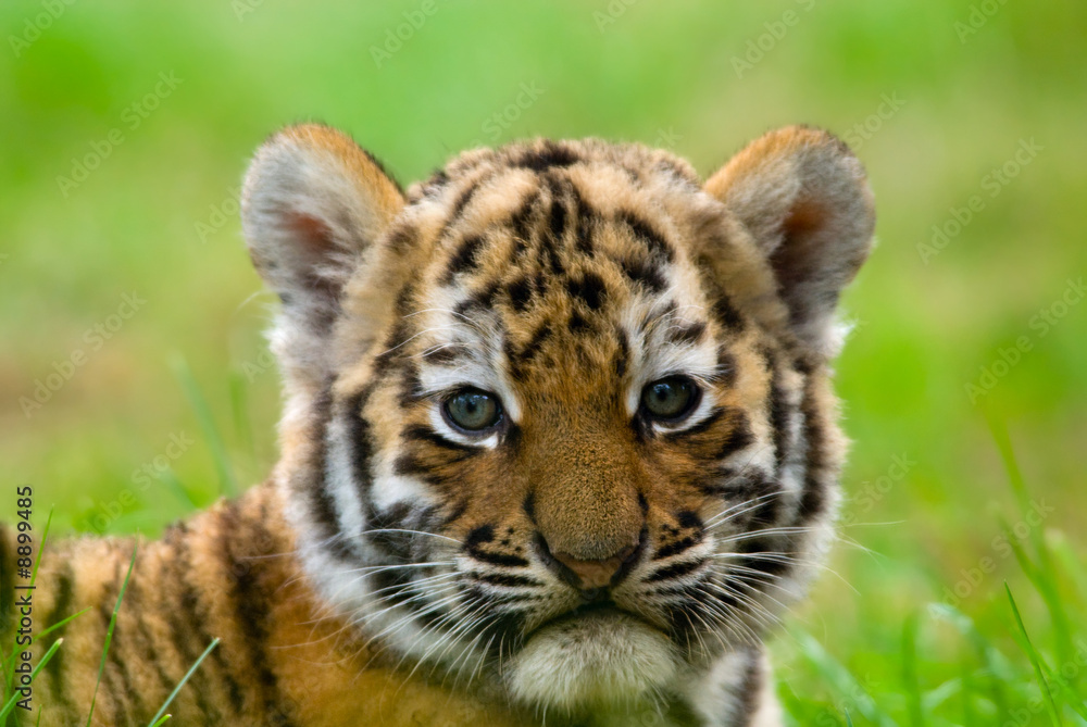 Fototapeta premium słodki tygrys syberyjski (Tiger Panthera tigris altaica)