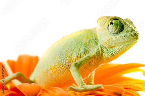 Chameleon on flower. Isolation on white