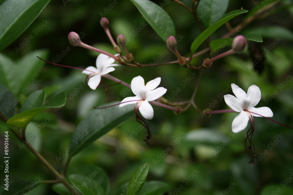 Flores Blancas Flores Blancas