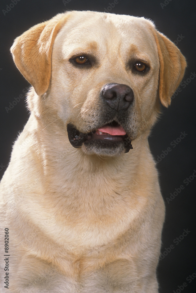 portrait d'un labrador vanille portrait d'un labrador vanille