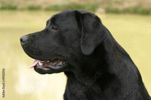 profil gauche d'un labrador noir