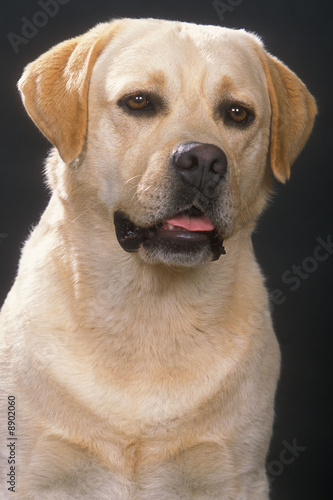 portrait d'un labrador vanille
