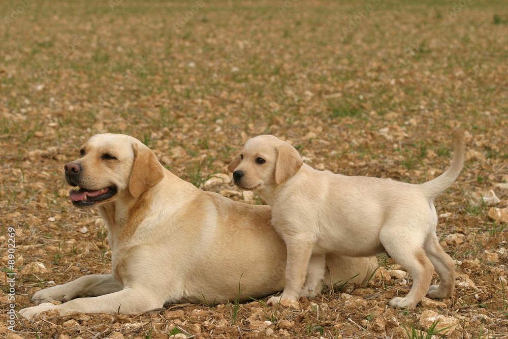 labrador accord parental