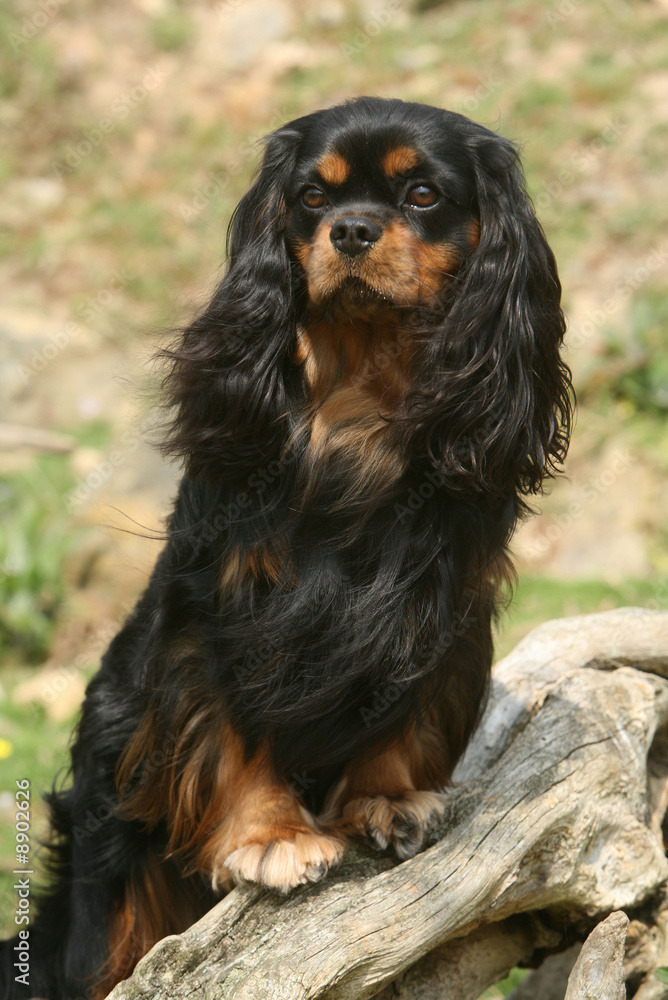 cavalier king charles pose royale cavalier king charles pose royale