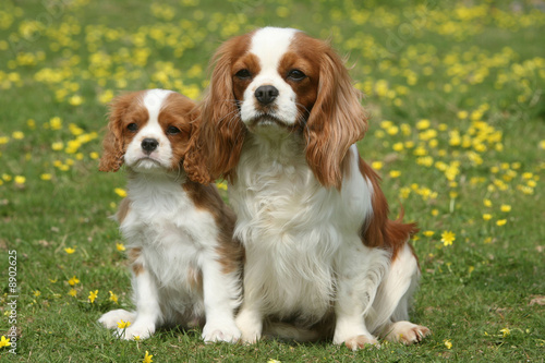 Photo Stock Cavaliers King Charles Maman Et Bebe Adobe Stock