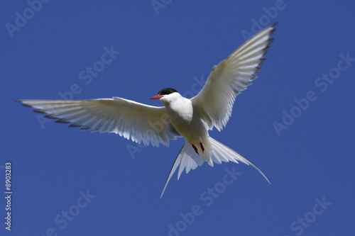 Arctic Tern in flight