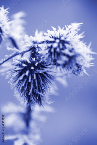 Ice Crystals on Thistle Weed with Copy Space