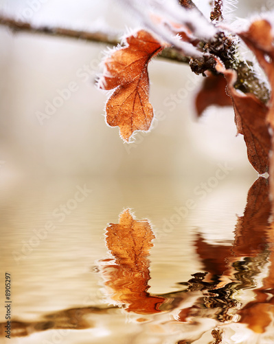 Heavy Frost on Autumn Oak Leaf Relfecting in Water photo