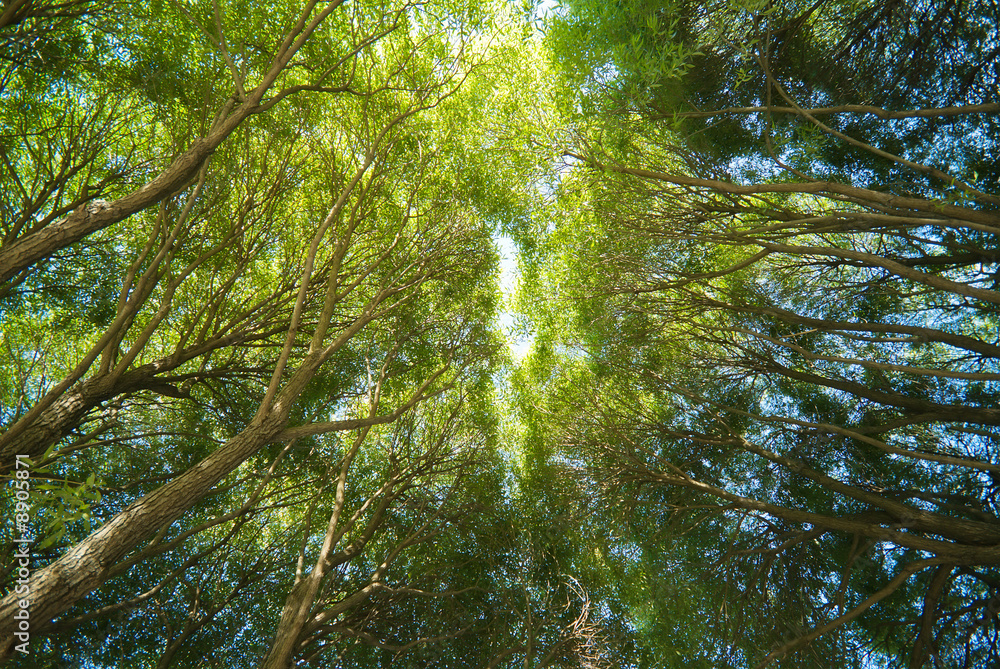 Fototapeta premium Light on treetops