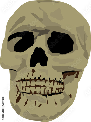 Skull Vector Illustration