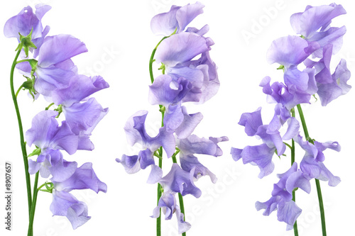 Fototapeta Naklejka Na Ścianę i Meble -  Beautiful blue flowers on a white background