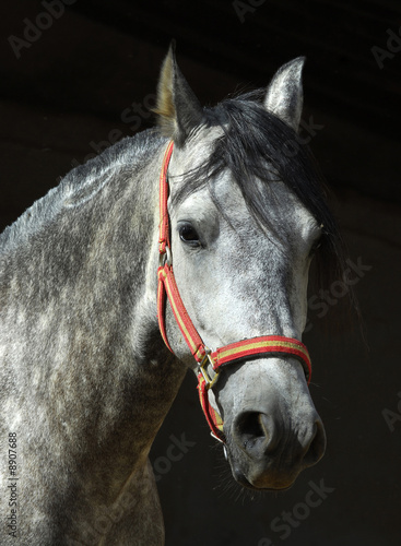 Horse / Andalucian