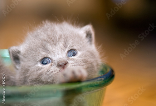 close up portrait of grey kitty sitting in the plate