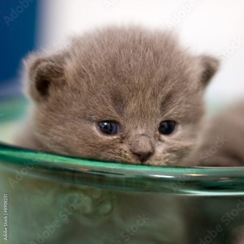 close up portrait of grey kitty sitting in the plate