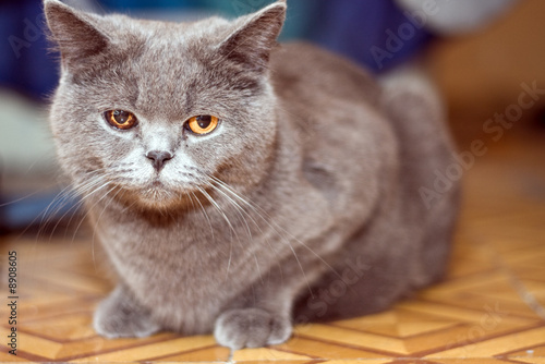 grey cat with orange eyes