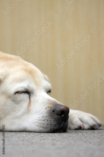 sleeping dog