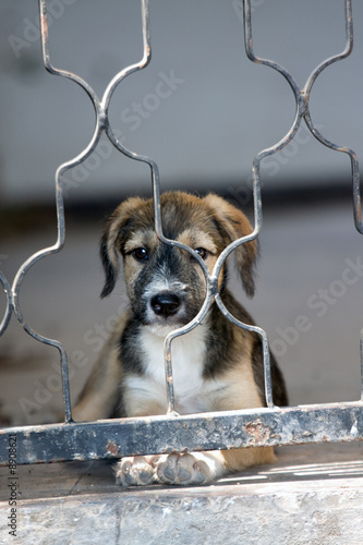 little puppy behind fence