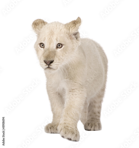 White Lion Cub  12 weeks  in front of a white background
