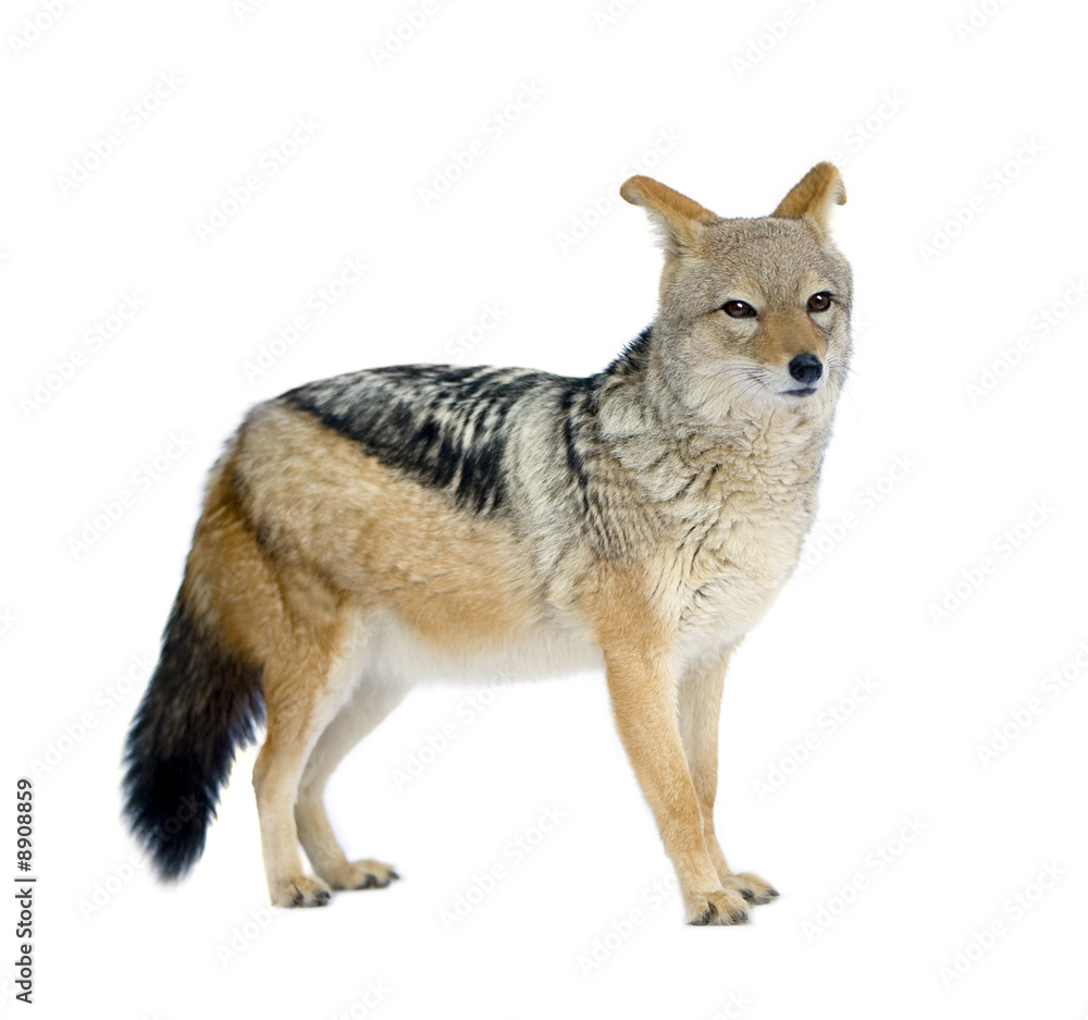 black-backed jackal black-backed jackal