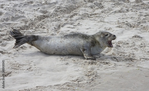 Seal in the sand.