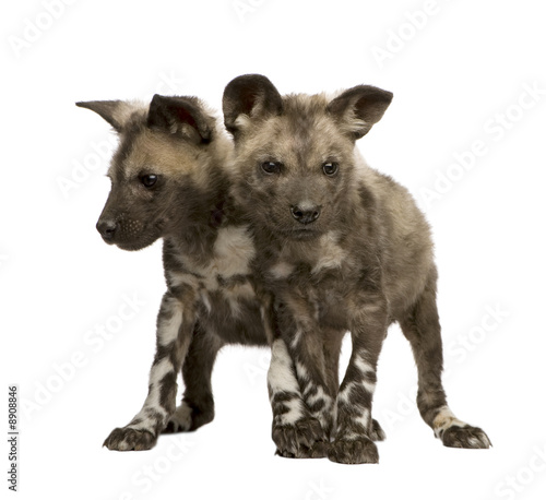 African wild dog cub 9 weeks  - Lycaon pictus